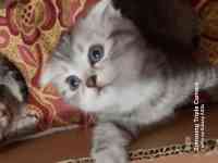 Продам котят мальчиков и девочек., фотография 8