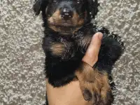 Щенки Босероны, фотография 2