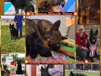 Щенки немецкой овчарки с шикарной родословной, фотография 4