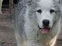 Щенки САО, фотография 2