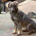 Отдам щенков дворняжек, любящим этих милых, неприхотливых и верных охранников, людям., фотография 4