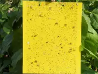 ловушка для белокрылки тли и мух, фотография 2