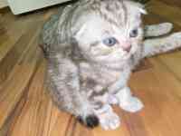 Продам котят мальчиков и девочек., фотография 2