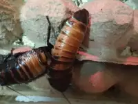 продам колонии тараканов двух видов, фотография 4