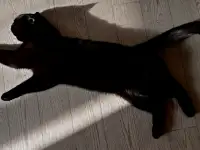 Отдадим шотландскую вислоухою кошку бесплатно, фотография 8