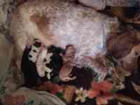 Русский спаниель, фотография 2