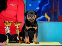 Продаю породистых щенков, фотография 4