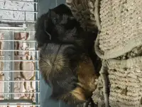 Морские свинки, фотография 2