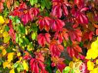 Девичий виноград