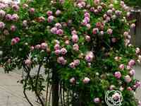 Роза фердинанд пичард, гийо