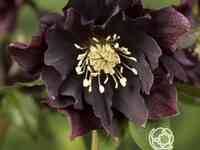 Морозник махровый эллен пепл