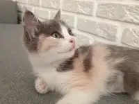 отдам котёнка в хорошие руки, фотография 2