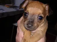 Продается щенок той терьера, фотография 5