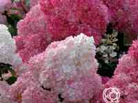 Гортензия ванила фрайз