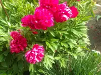 Продам особняк на два хозяина, Целинная 2/1, фотография 6