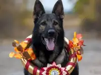 Немецкая овчарка, фотография 3