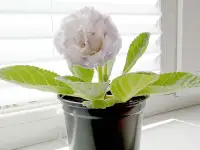 Глоксинии. Комнатные цветы., фотография 9