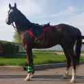 жеребец  высококровный (редкая линия) 3 года