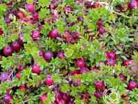 Клюква пилигрим крупноплодная