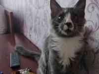 Продам котенка породы Мэйн Кун, фотография 2