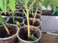 Рассада томатов