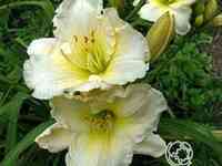 Лилейник близард бей