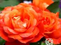 Роза супер трупер, фрайер