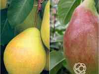 Груша 2 в 1: чудесница/чижовская