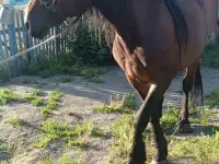 Продам жеребца, фотография 3