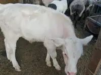 Продам корову с теленком, фотография 2