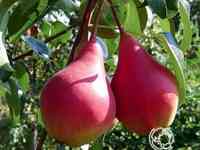 Груша нарядная ефимова