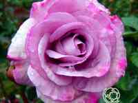 Роза муди блю, фрайер