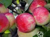 Яблоня серебряное копытце с/п