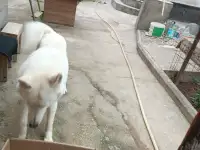 Породистая Лайка, 3 года, фотография 6