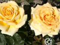 Роза Лион чайно-гибридная