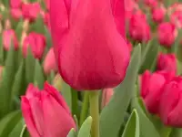 Тюльпаны оптом 8 марта и 14 февраля