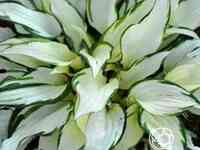 Хоста уайт крисмос (ml)