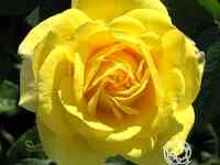 Роза Карт д'Ор флорибунда