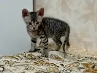 Велюровые, донские красавцы сфинксы, ждут своих хозяев!!!, фотография 7