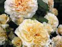 Роза комтесса чайно-гибридная, тантау