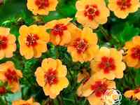 Лапчатка травянистая Тонги