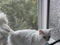 Продаются котята. Шотландская вислоухая., фотография 6