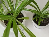 Продам, фотография 3