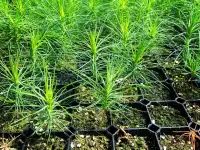 Семена сосны обыкновенной, фотография 2