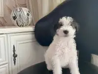 Предлагаются к продаже очаровательные щенки фокстерьера!!, фотография 5