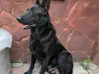 Продаются щенки восточно-европейской овчарки чистокровные, фотография 5