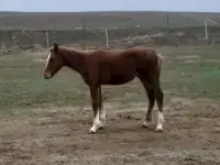 табун породистых лошадей, фотография 6