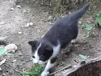 Потерялись хозяева у маленьких котят, фотография 10