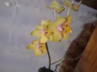 Продам орхидеи, фотография 5