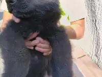 Щенки немецкой овчарки черного окраса, фотография 3